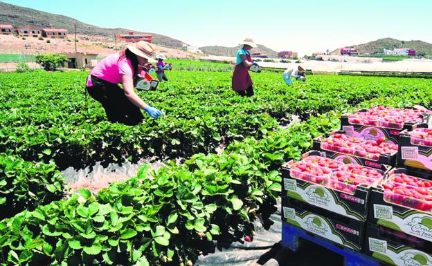 SPAR Gran Canaria se vuelca en el producto local con nuevos convenios que garantizan las cosechas