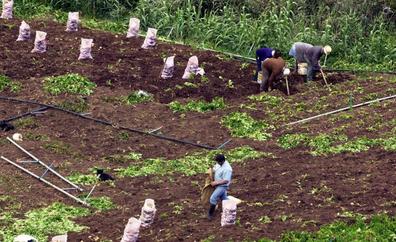 El Cabildo ha destinado 11,12 millones a reducir la crisis de la covid en el agro