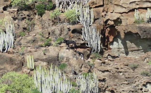 La población de cabras asilvestradas de Guguy se ha estancado en el último año