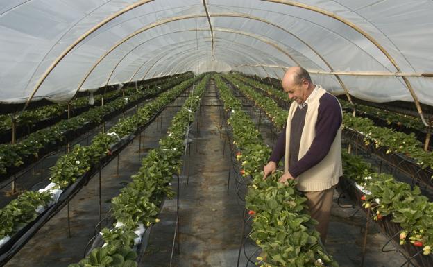 Por qué decimos agricultura ecológica cuando queremos decir agroecología