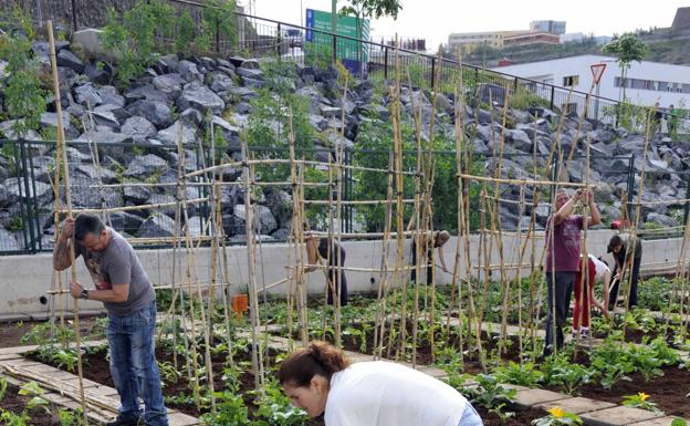 Huertos urbanos para mejorar la calidad de vida en las ciudades