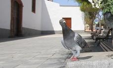 Puerto del Rosario licita la captura y el control de palomas y tórtolas