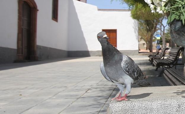 Puerto del Rosario licita la captura y el control de palomas y tórtolas