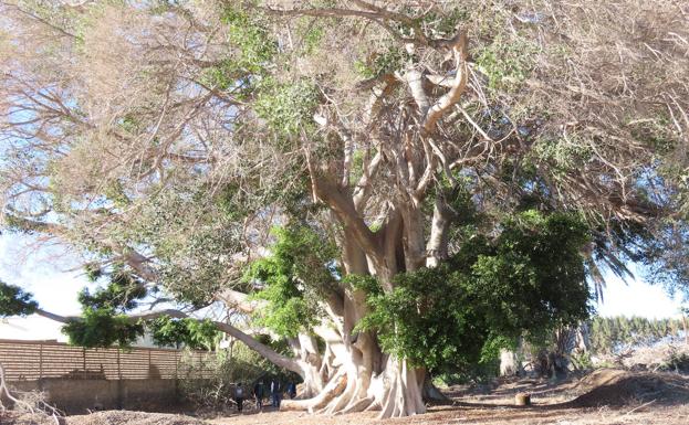 Al rescate de los monumentales laureles de Indias de El Pajar