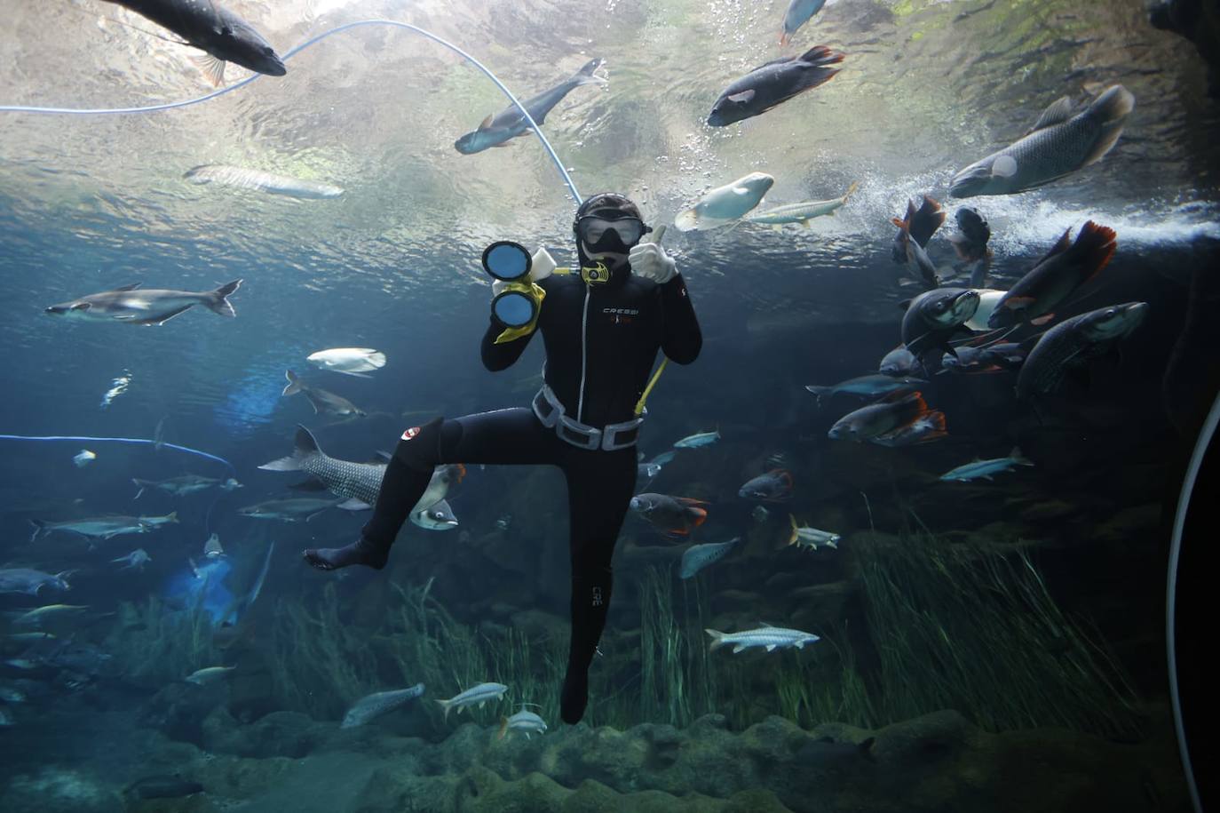 El acuario Poema del Mar reabre en la capital grancanaria