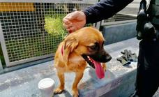 Salvan a un perro hallado en un contenedor en La Laguna