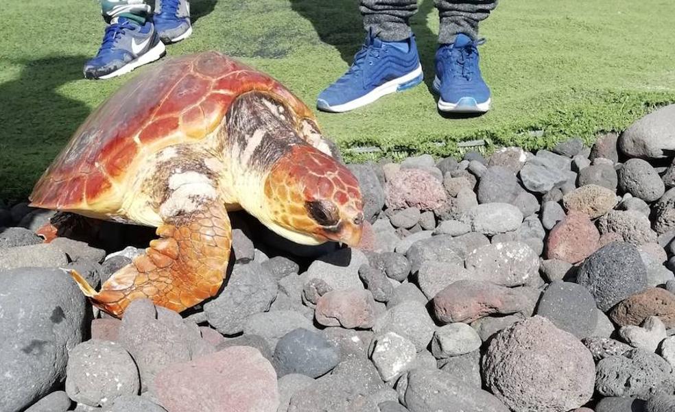 Rescatan una tortuga atrapada en redes de pesca en El Burrero
