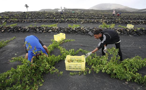 La vendimia se espera generosa con al menos 1,5 millones de kilos de fruta