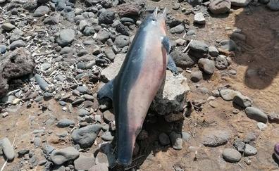 Hallan los cadáveres de dos cetáceos en aguas cercanas a Canarias