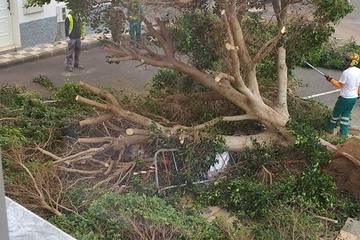 Cae un viejo Laurel de Indias