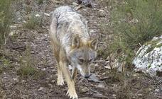 La caza del lobo será historia el próximo 25 de septiembre