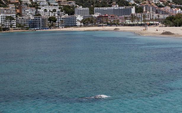 La ballena encontrada en Mallorca, vista anoche rumbo a la bahía de Palma