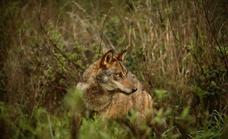Las autonomías afectadas llevarán al Supremo la prohibición de cazar lobos