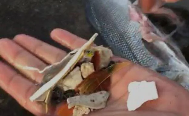 Imagen de archivo de plástico encontrado en un pescado capturado al sur de Tenerife. /c7