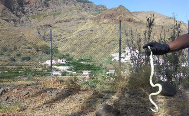 La serpiente llega a Agaete y aparecen varios ejemplares en el acceso al Valle