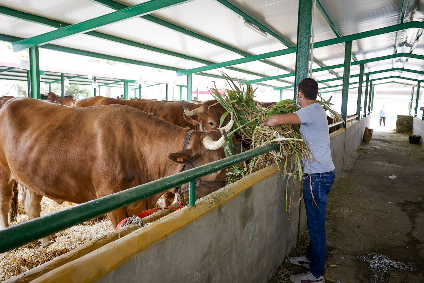 Gran Canaria celebra la Feria de Ganado