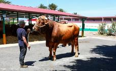 El toro Elegante gana en vacuno del país en el Concurso de Ganado Selecto