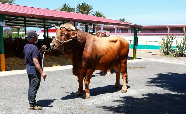 Las ganaderías de Manuel de Jesús Ortega y María Dolores Hernández se alzan con el primer premio de toro y vaca del país