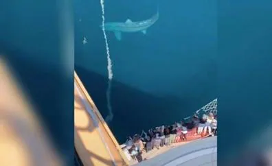 Graban a un gigantesco tiburón que parece un megalodón