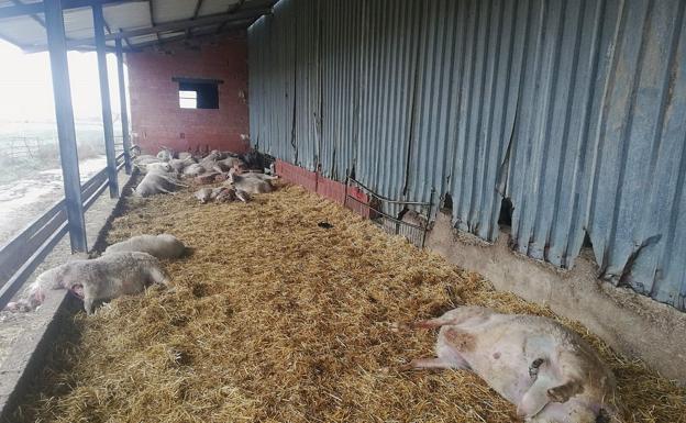 Ataque de lobo en la provincia de Zamora el pasado mes de febrero, en el que murieron 59 ovejas../COAG