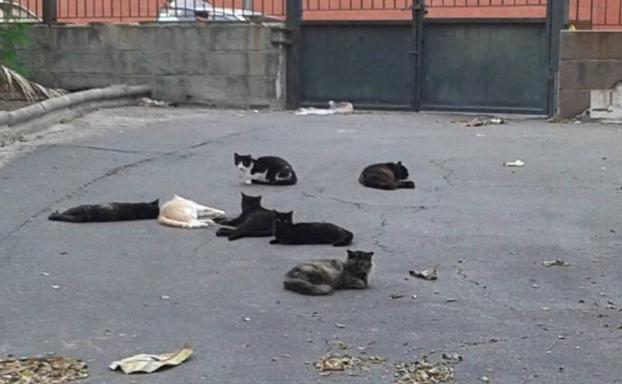 Acusan a Canarias de destinar 273.000€ para matar gatos y hurones