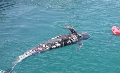 Hallan más evidencias de la enfermedad descomprensiva en cetáceos