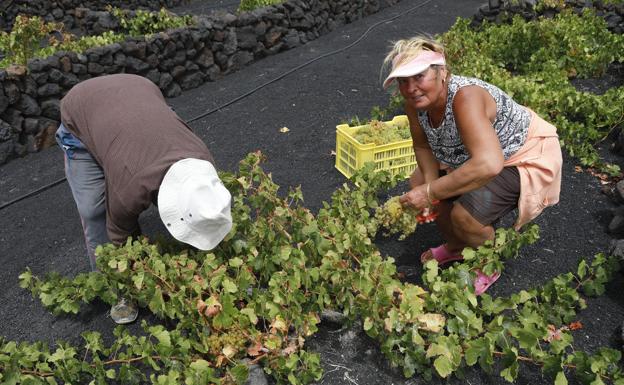 Nuevo colapso en el sistema de gestión de ayudas a la viña