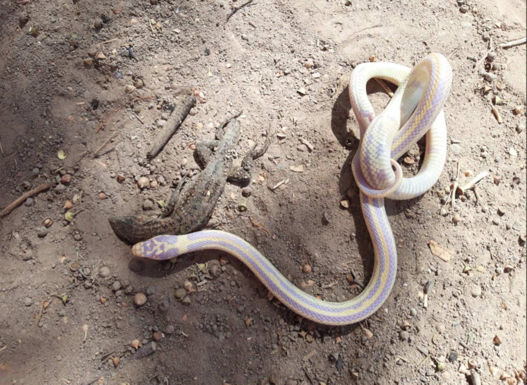 Un lagarto gigante de Gran Canaria regurgitado por una serpiente real de California. / C7