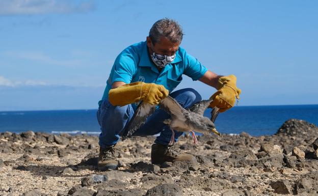 Gesplan se ocupará de la fauna silvestre accidentada