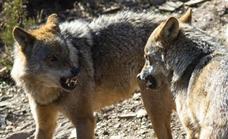 Ribera anuncia que prohibirá cazar lobos antes del 25 de septiembre