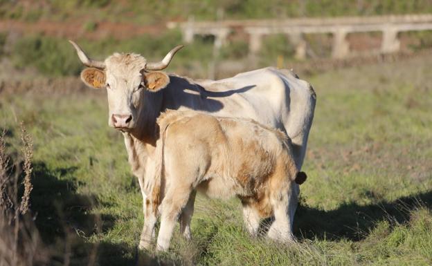 Canarias destina 1,7 millones de euros al suministro de animales reproductores