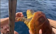 Salvan la vida a una tortuga que arrastraba una red en el cuello