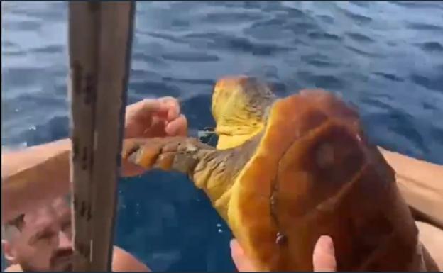 Salvan la vida a una tortuga que arrastraba una red en el cuello