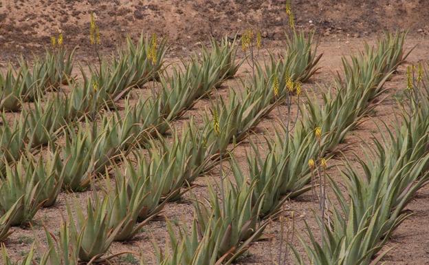 El Gobierno canario destina 83.000 euros a 31 productores de aloe vera, olivo y cochinilla con DOP