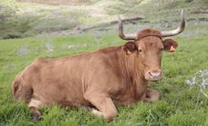 El Gobierno de Canarias destina 4,2 millones a financiar el sector bovino