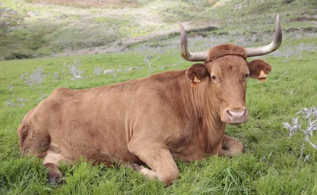 El Gobierno de Canarias destina 4,2 millones a financiar el sector bovino