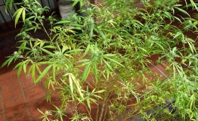Investigan a dos jóvenes por cultivar marihuana en el norte de Tenerife
