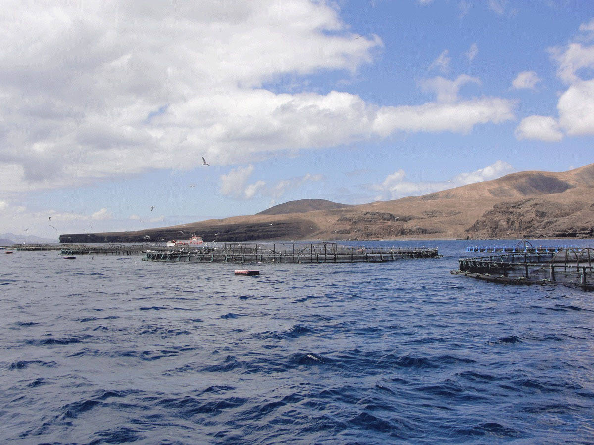 Tres playas con bandera negra por contaminación en Canarias