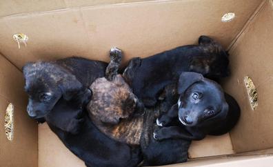 Rescatan a nueve cachorros abandonados en una caja