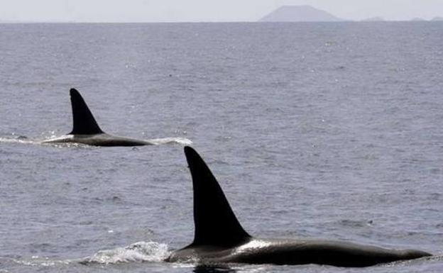 Ballenas ballenas en El Hierro.  / Cabildo de Hierro