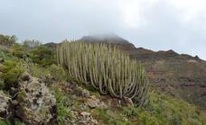 Gran Canaria espera contar con el único Parque Nacional tabaibal del planeta