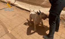 Detenido por tener a su perro en mal estado en Castillo del Romeral