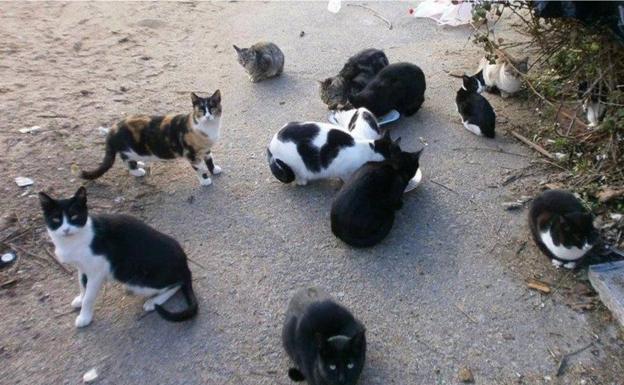 El Ayuntamiento esterilizará a los gatos asilvestrados del entorno del parque de Anaga