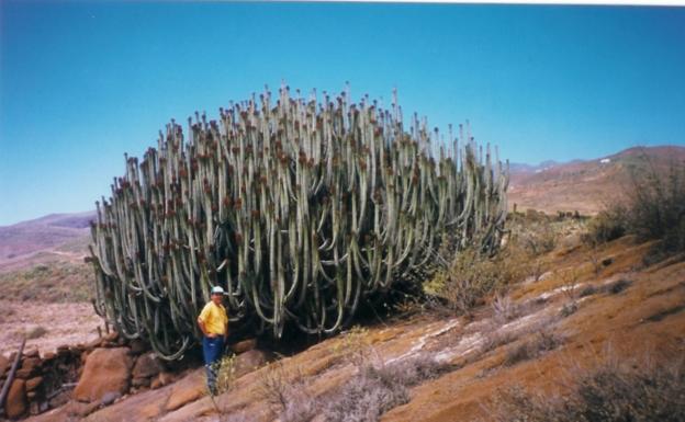 Se buscan árboles singulares