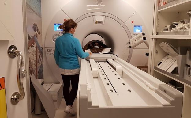Resonancias magnéticas y sedación 'a cuentagotas' para los pacientes majoreros