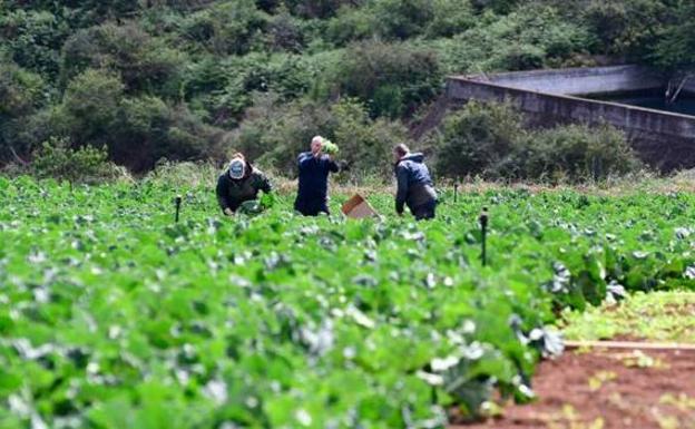 Jóvenes agricultores de las islas recibirán 6,5 millones para impulsar el sector