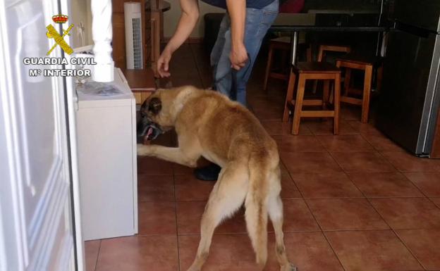 Cae una red que introducía y distribuía cocaína en El Hierro