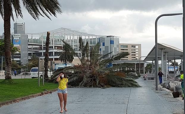 Una palmera se desploma en el intercambiador de Santa Catalina