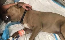 Un pitbull fallece tras salvar la vida a dos hermanos