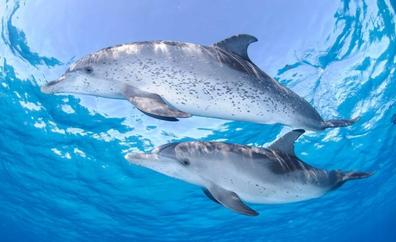 «Big data» para preservar a los cetáceos expuestos al avistamiento turístico